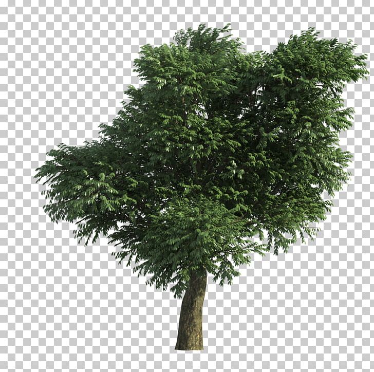Tree Branch Light PNG, Clipart, Blog, Branch, Christmas Tree, Evergreen, Flowerpot Free PNG Download