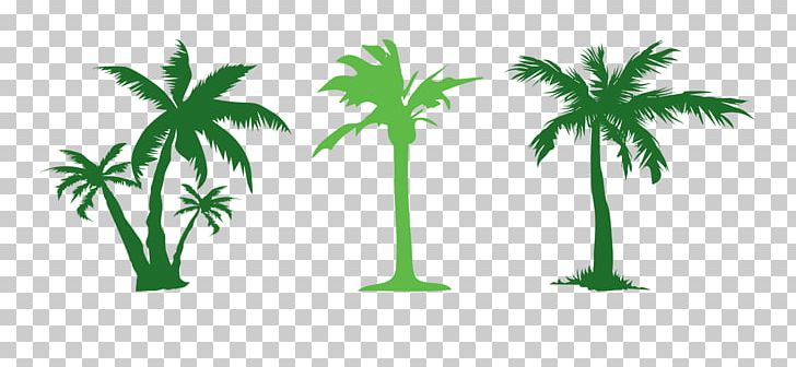 Tree Evergreen Arecaceae PNG, Clipart, Arecales, Background Green, Branch, Coco, Coconut Free PNG Download