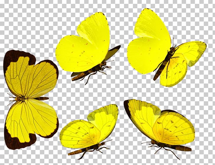 Clouded Yellows Monarch Butterfly Gossamer-winged Butterflies Brush-footed Butterflies PNG, Clipart, Arthropod, Brush Footed Butterfly, Butterfly, Colias, Flower Free PNG Download