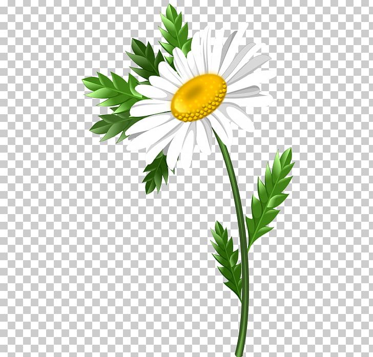 Common Daisy Oxeye Daisy Marguerite Daisy Chrysanthemum Roman Chamomile PNG, Clipart, Chamaemelum Nobile, Chrysanthemum, Chrysanths, Common Daisy, Daisy Free PNG Download
