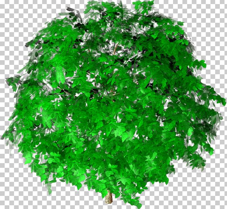 Green Shrub Leaf Branching PNG, Clipart, Branch, Branching, Grass, Green, Leaf Free PNG Download