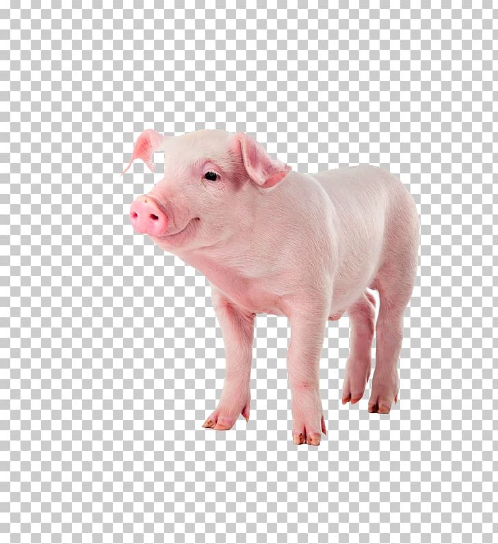 Kunekune Stock Photography Pet Depositphotos Illustration PNG, Clipart, Animal Feed, Animals, Boar Hunting, Domestic Pig, Fat Pig Free PNG Download
