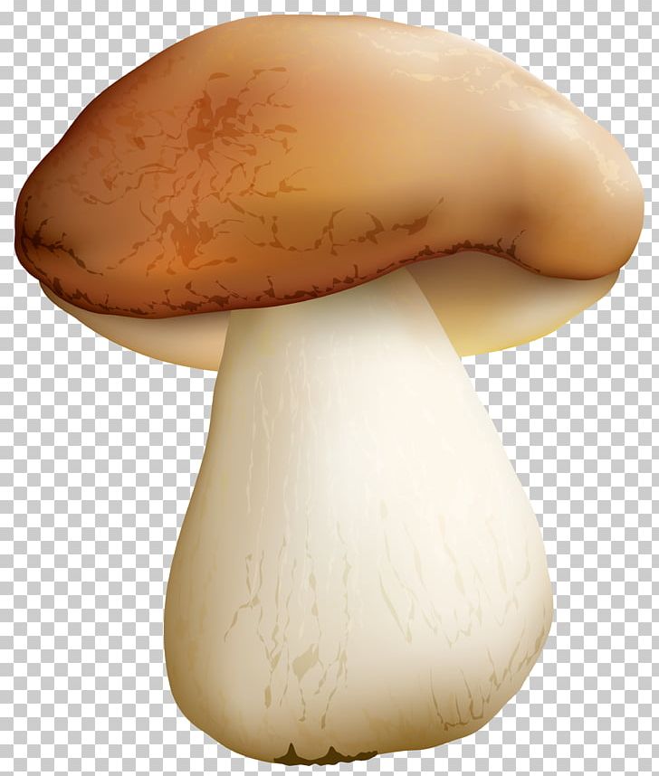 Pleurotus Eryngii Mushroom PNG, Clipart, Agaricaceae, Agaricomycetes, Autumn, Clip Art, Clipart Free PNG Download