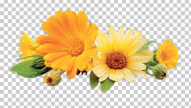 Stock Photography PNG, Clipart, Annual Plant, Calendula, Calendula Officinalis, Chrysanths, Cut Flowers Free PNG Download