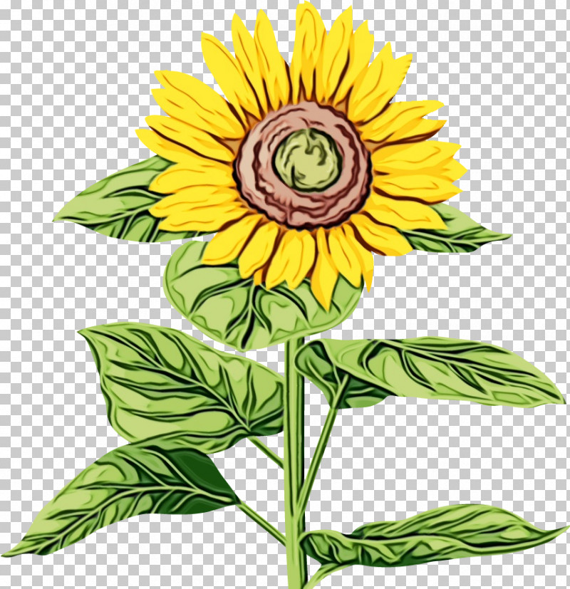 Sunflower PNG, Clipart, Annual Plant, Cut Flowers, Daisy Family, Flower, Herbaceous Plant Free PNG Download