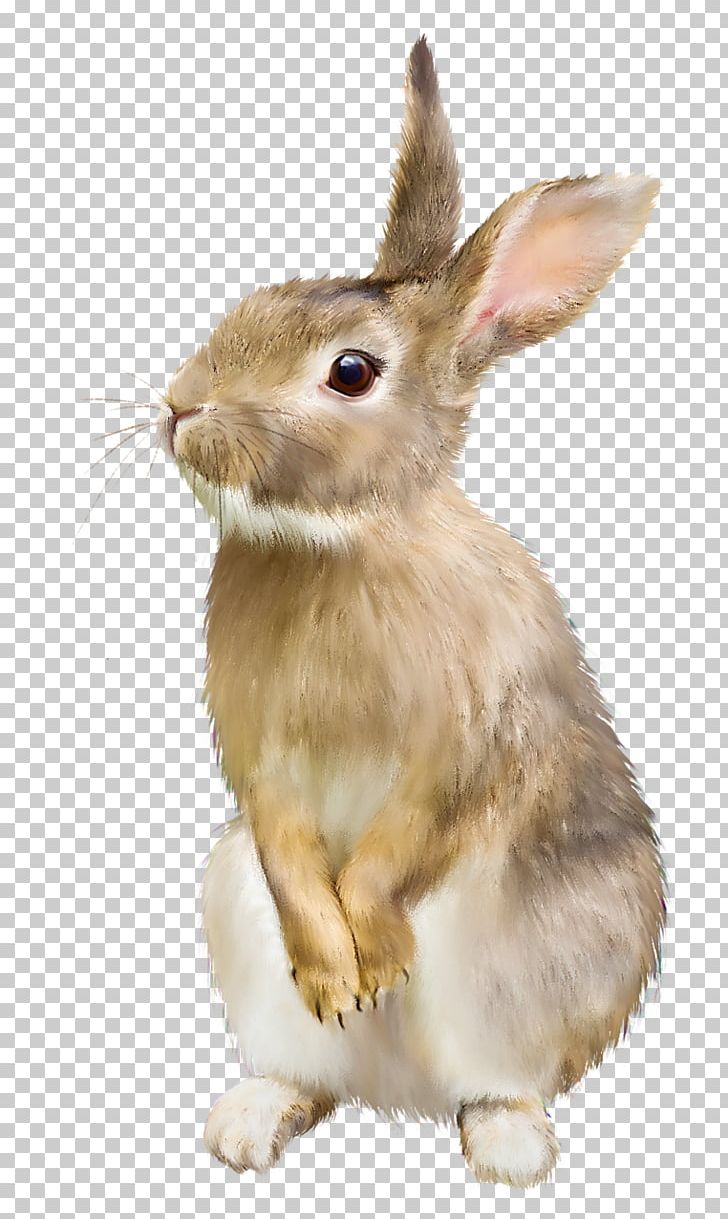 Rabbit Hare PNG, Clipart, Animals, Arbol, Cartoon, Catsagram, Computer Icons Free PNG Download