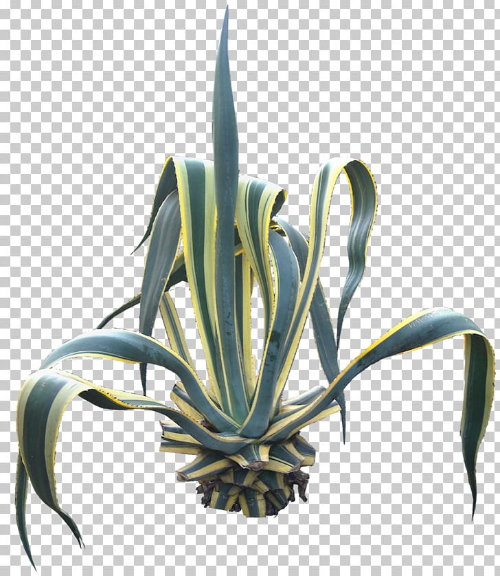 Agave Angustifolia Centuryplant Succulent Plant PNG, Clipart, Agava, Agave, Agave Angustifolia, Cactaceae, Cdr Free PNG Download