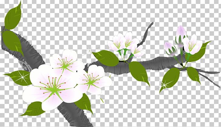 Flower PNG, Clipart, Branch, Branches, Cut Flowers, Decoration, Download Free PNG Download