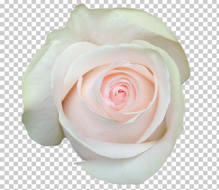 Garden Roses Cabbage Rose Floribunda Cut Flowers Petal PNG, Clipart, Aubade, Cabbage Rose, Closeup, Cut Flowers, Floribunda Free PNG Download