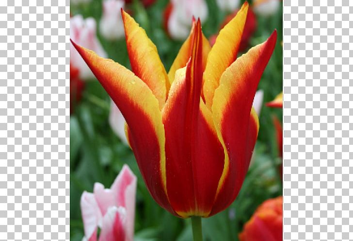 Late Tulip Petal Flower Plant Stem PNG, Clipart, 1 2 3, Aladdin, Bud, Closeup, Color Free PNG Download