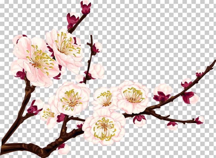 Plum Blossom Drawing PNG, Clipart, Blossom, Branch, Cherry Blossom, Chinese, Clip Art Free PNG Download