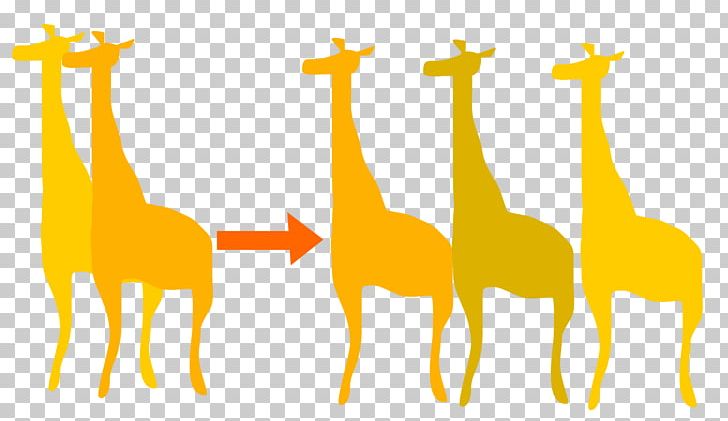 Giraffe The Theory Of Evolution Biology Orthogenesis PNG, Clipart, Animals, Biology, English, Evolution, Fauna Free PNG Download