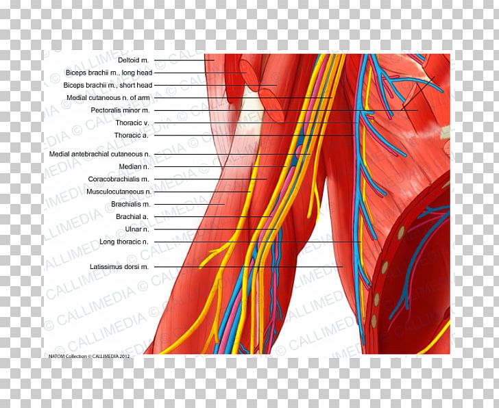 Median Nerve Elbow Musculocutaneous Nerve Ulnar Nerve PNG, Clipart ...