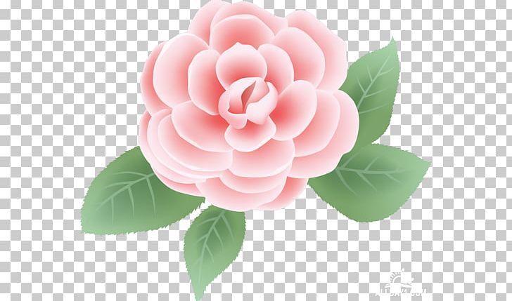 Rose Flower Pink PNG, Clipart, Beautiful Roses, Bud, Camellia, Color, Drawing Free PNG Download