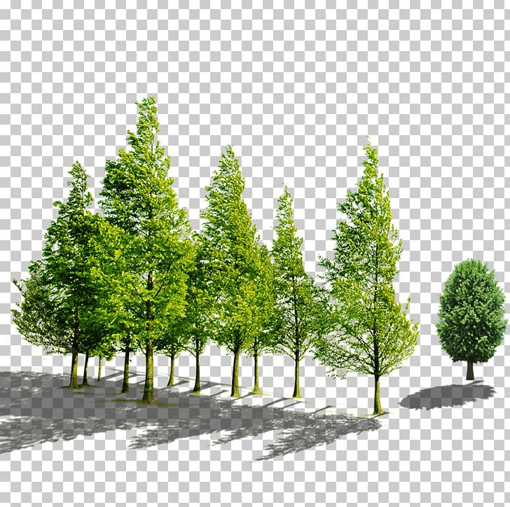 Yancheng Huasha Bridge Company Innovation Agriculture PNG, Clipart, Biome, Business, Christmas Tree, Coconut Tree, Conifer Free PNG Download