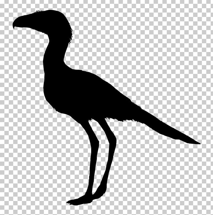 Beak Crane Seabird PNG, Clipart, Beak, Bird, Black And White, Crane, Crane Like Bird Free PNG Download