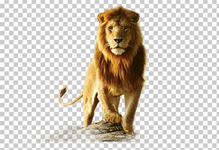 Lionhead Rabbit Desktop PNG, Clipart, Animals, Big Cats, Carnivoran, Cat Like Mammal, Cecil Free PNG Download