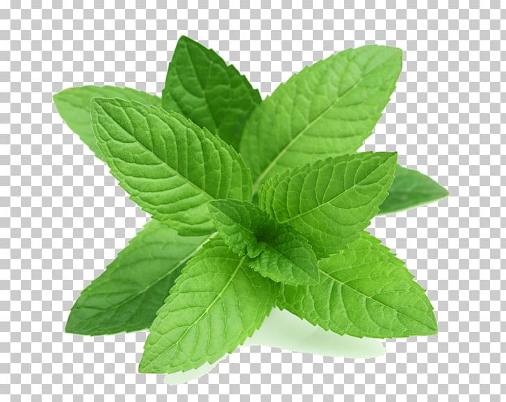 Peppermint Apple Mint Mentha Spicata Leaf Herb PNG, Clipart, Apple Mint, Coriander, Doterra, Essential Oil, Extract Free PNG Download