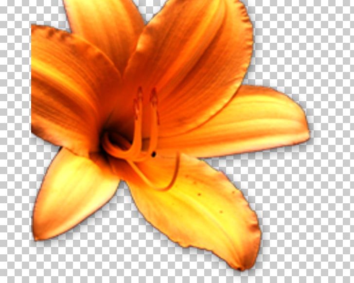 Close-up PNG, Clipart, Blume, Closeup, Closeup, Daylily, Flower Free PNG Download