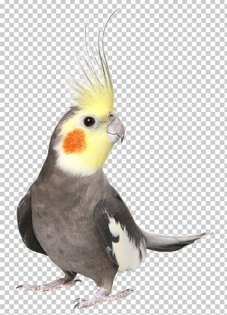 Cockatiel Bird Budgerigar Cockatoo Pet PNG, Clipart, Animals, Beak, Bird, Bird Food, Budgerigar Free PNG Download