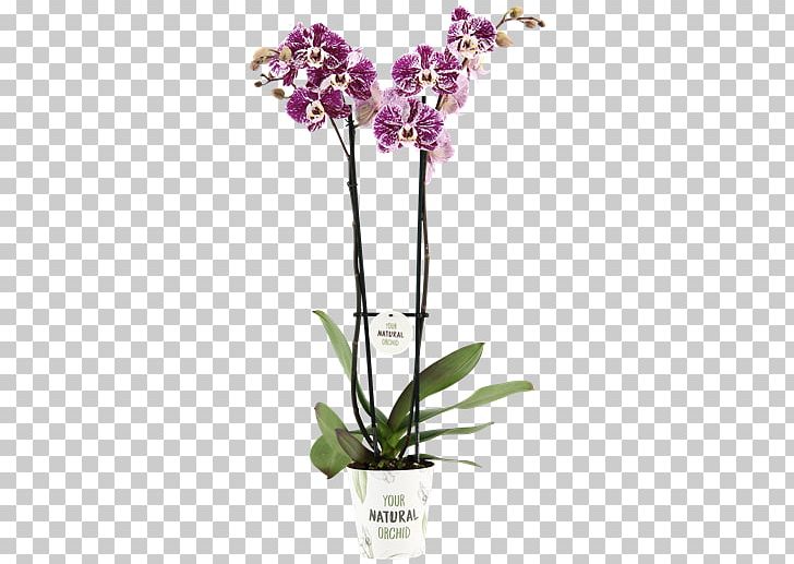 Moth Orchids Cattleya Orchids Cut Flowers Flowerpot PNG, Clipart, Artificial Flower, Cattleya, Cattleya Orchids, Cut Flowers, Flora Free PNG Download