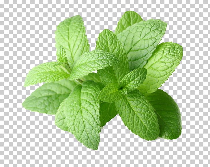 Peppermint Mentha Arvensis Mentha Spicata Essential Oil PNG, Clipart, Aromatherapy, Basil, Carrier Oil, Essential Oil, Food Free PNG Download