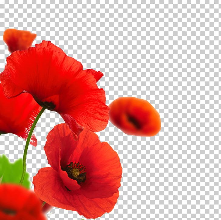 Remembrance Poppy Armistice Day Common Poppy PNG, Clipart, Armistice Day, Baxter State Park, Common Poppy, Coquelicot, Flower Free PNG Download