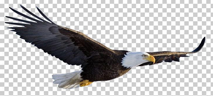 Bald Eagle Desktop PNG, Clipart, Accipitriformes, Animals, Bald Eagle, Beak, Bird Free PNG Download