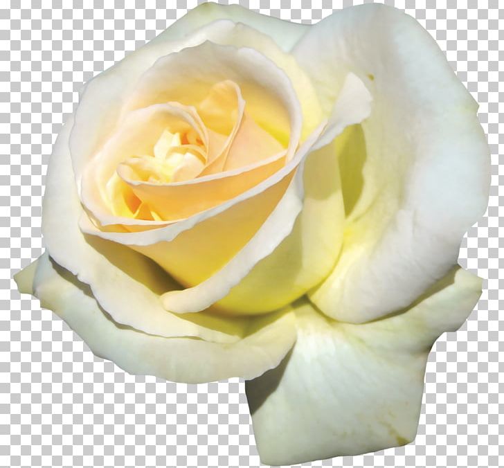 Garden Roses Cabbage Rose Floribunda Flower PNG, Clipart, Birthday, Closeup, Cut Flowers, Floribunda, Floristry Free PNG Download