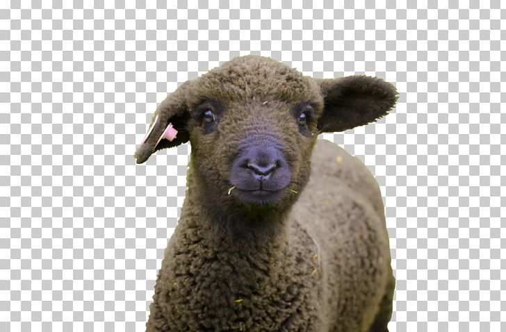 Romney Sheep Wool Bear Creek Felting Animal PNG, Clipart, Animal, Bear, Cow Goat Family, Creek, Felt Free PNG Download