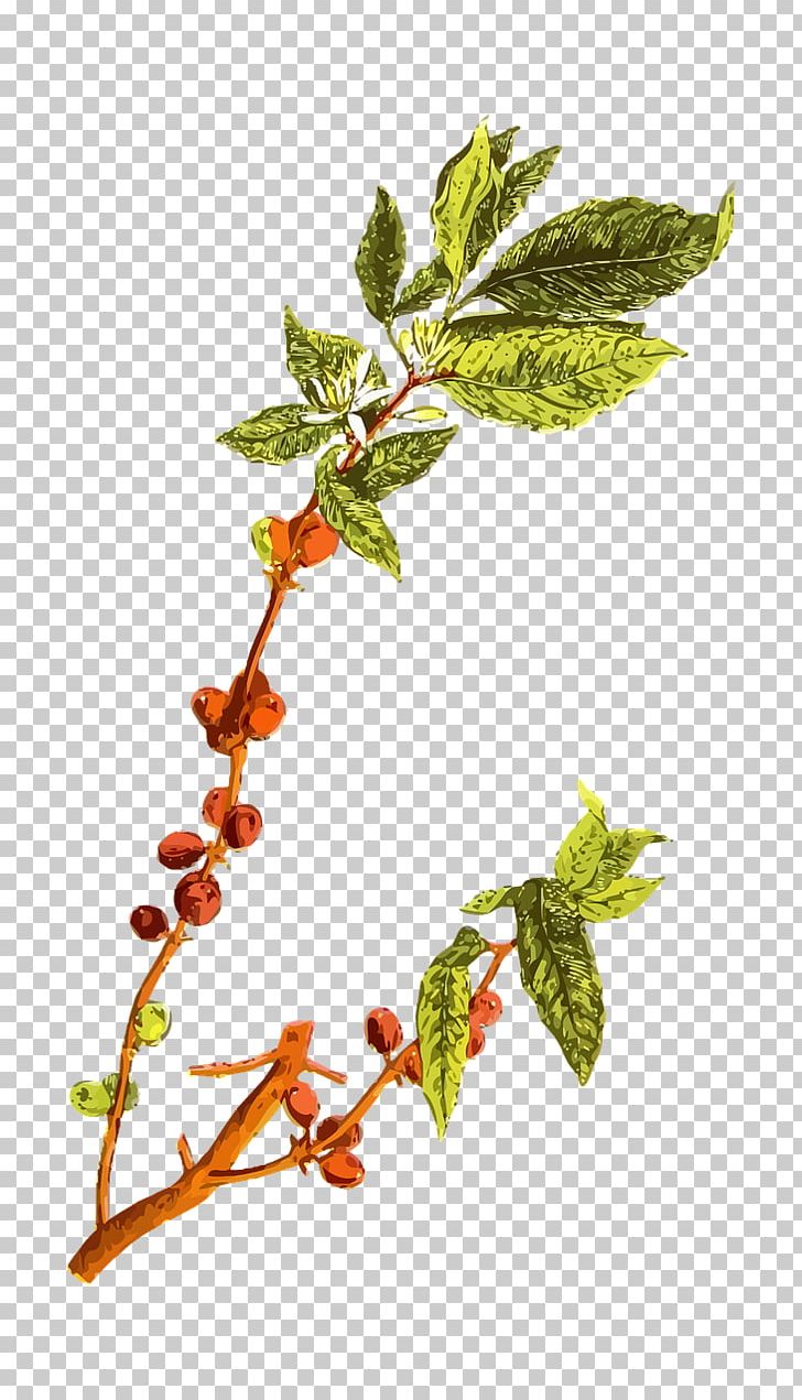 Arabic Coffee Coffee Bean Arabica Coffee PNG, Clipart, Arabica Coffee, Arabic Coffee, Bean, Berry, Branch Free PNG Download