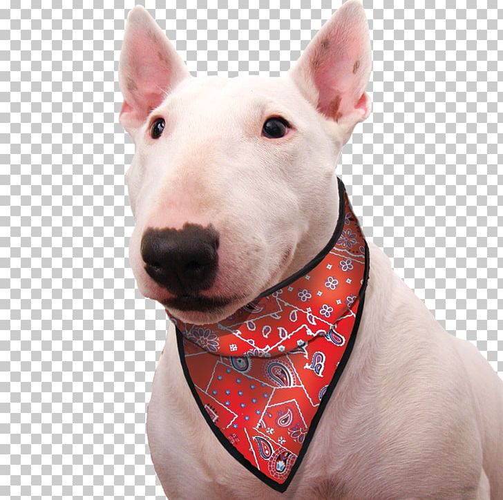 Dog Kerchief Scarf Pet Clothing PNG, Clipart, Animals, Buff, Bull And Terrier, Bull Terrier, Bull Terrier Miniature Free PNG Download