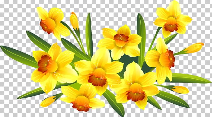 Photography PNG, Clipart, Amaryllis Family, Animation, Art, Birthday, Cattleya Free PNG Download