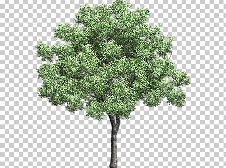 Tree Computer Icons PNG, Clipart, Arboles, Branch, Clip Art, Computer Icons, Evergreen Free PNG Download