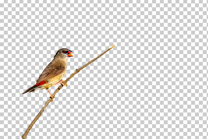 Feather PNG, Clipart, Beak, Feather, Finches Free PNG Download