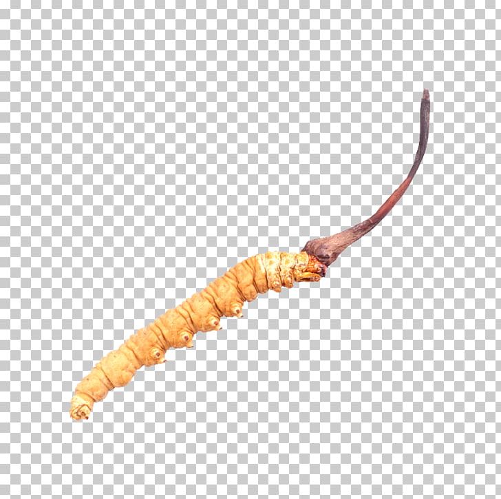 Chinese Medicine Cordyceps Sinensis PNG, Clipart, Authentic Cordyceps, Cat, Caterpillar Fungus, Chinese Lantern, Chinese Style Free PNG Download