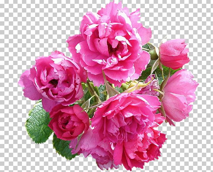 Garden Roses Cabbage Rose Cut Flowers Floribunda Floral Design PNG, Clipart, Annual Plant, Artificial Flower, Begonia, Carnation, Flores Free PNG Download