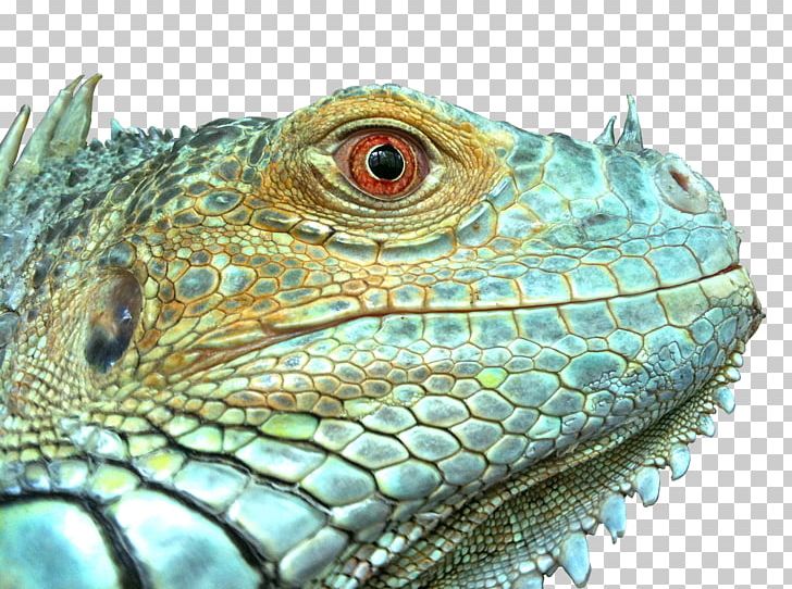 Green Iguana Reptile Lizard Emerald Tree Boa Chinese Water Dragon PNG, Clipart, Animal, Animals, Chinese Water Dragon, Common Iguanas, Eidechse Free PNG Download