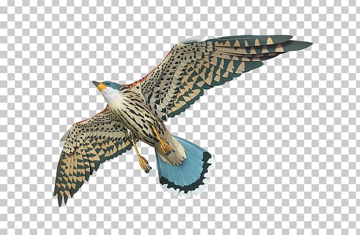 Hawk Buzzard Eagle Beak Feather PNG, Clipart, Accipitriformes, Animals, Beak, Bird, Bird Of Prey Free PNG Download