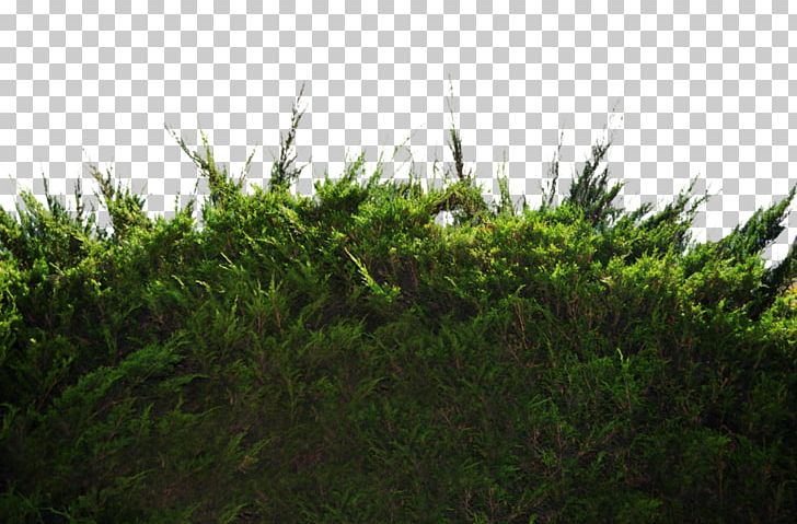 Shrub Tree Desktop Pine PNG, Clipart, Bushes, Desktop Wallpaper, Ecosystem, Evergreen, Grass Free PNG Download