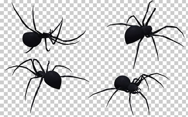 Widow Spiders Stock.xchng Stock Photography PNG, Clipart, Arachnid, Art, Arthropod, Black, Black And White Free PNG Download