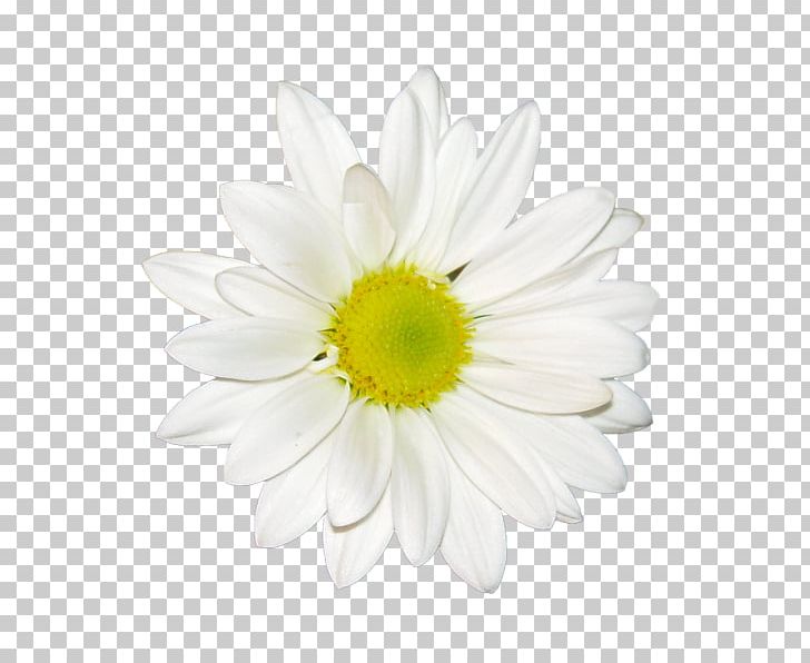 Chrysanthemum Tea PNG, Clipart, Albom, Chamaemelum Nobile, Chrysanthemum Chrysanthemum, Chrysanthemums, Daisy Family Free PNG Download