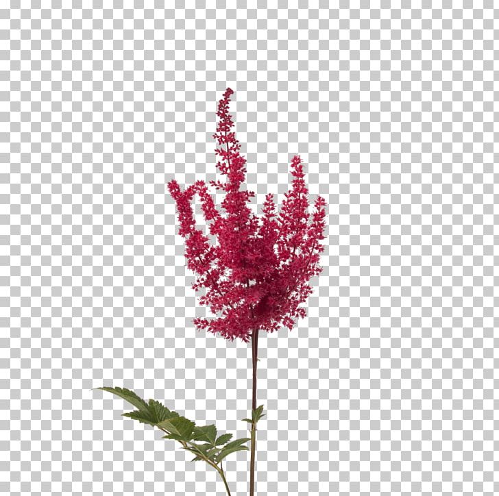Twig Cut Flowers Plant Stem Pink M Flowering Plant PNG, Clipart, Branch, Cut Flowers, Flower, Flowering Plant, Magenta Free PNG Download