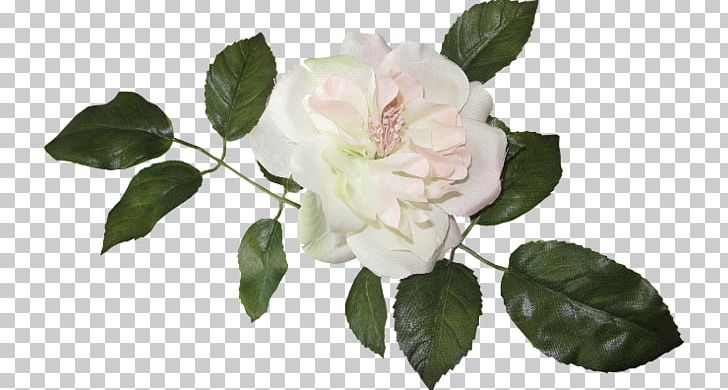 Vintage Roses: Beautiful Varieties For Home And Garden Flower PNG, Clipart, Beautiful, Branch, Cut Flowers, Download, Floribunda Free PNG Download