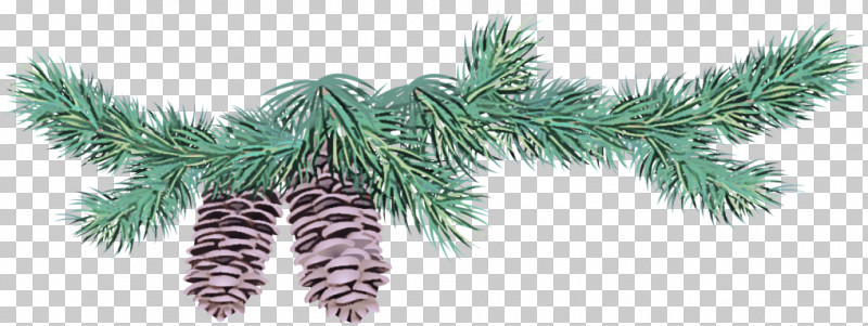 White Pine Yellow Fir Tree Oregon Pine Colorado Spruce PNG, Clipart, American Larch, Balsam Fir, Branch, Colorado Spruce, Columbian Spruce Free PNG Download