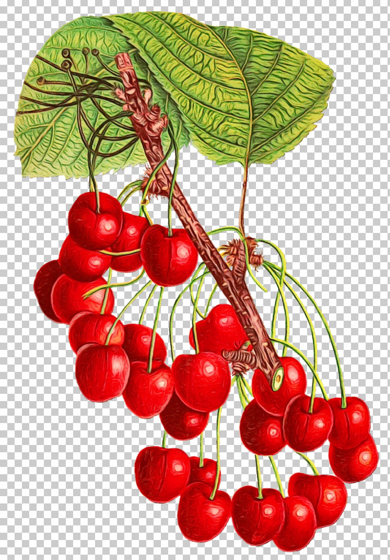 Cherry Berry Fruit Natural Foods Fruit PNG, Clipart, Berry, Berry Currant, Cherry, Currant, Fiveflavor Berry Free PNG Download