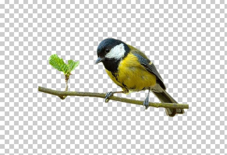 Bird Internet PNG, Clipart, Animaatio, Animals, Ave, Beak, Bird Free PNG Download