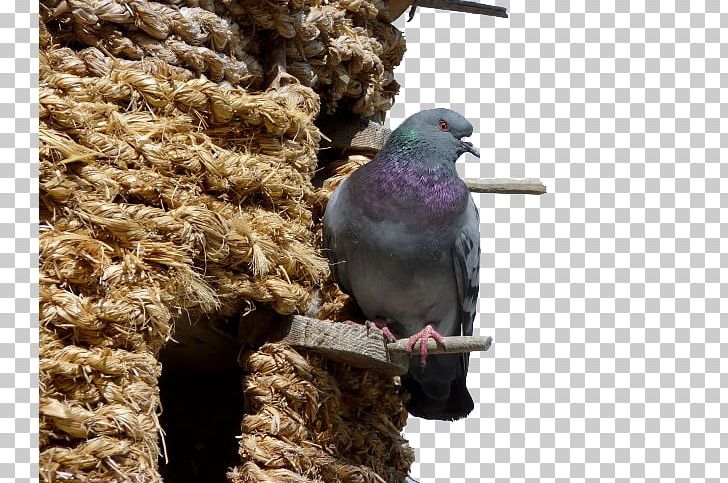 Columbidae Bird Bald Eagle Domestic Pigeon Columba PNG, Clipart, Bald Eagle, Beak, Bird, Bird Nest, Colombe Free PNG Download