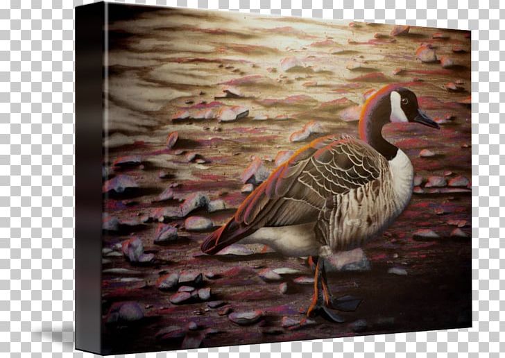 Duck Goose Fauna Feather Beak PNG, Clipart, Beak, Bird, Canada Goose, Duck, Ducks Geese And Swans Free PNG Download