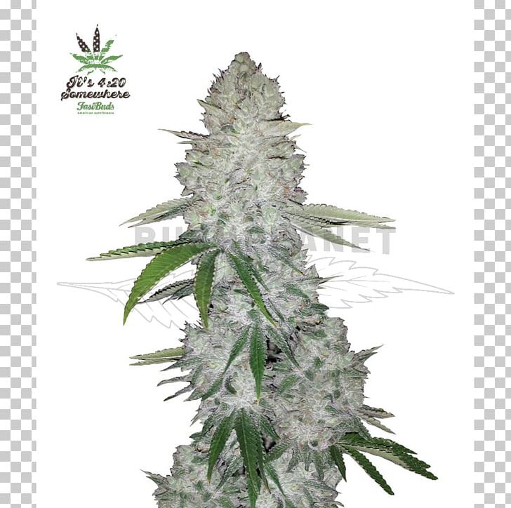 Gorilla Glue Autoflowering Cannabis Cannabis Sativa Seed PNG, Clipart, Autoflowering Cannabis, Cannabis, Cannabis Cultivation, Cannabis Ruderalis, Cannabis Sativa Free PNG Download